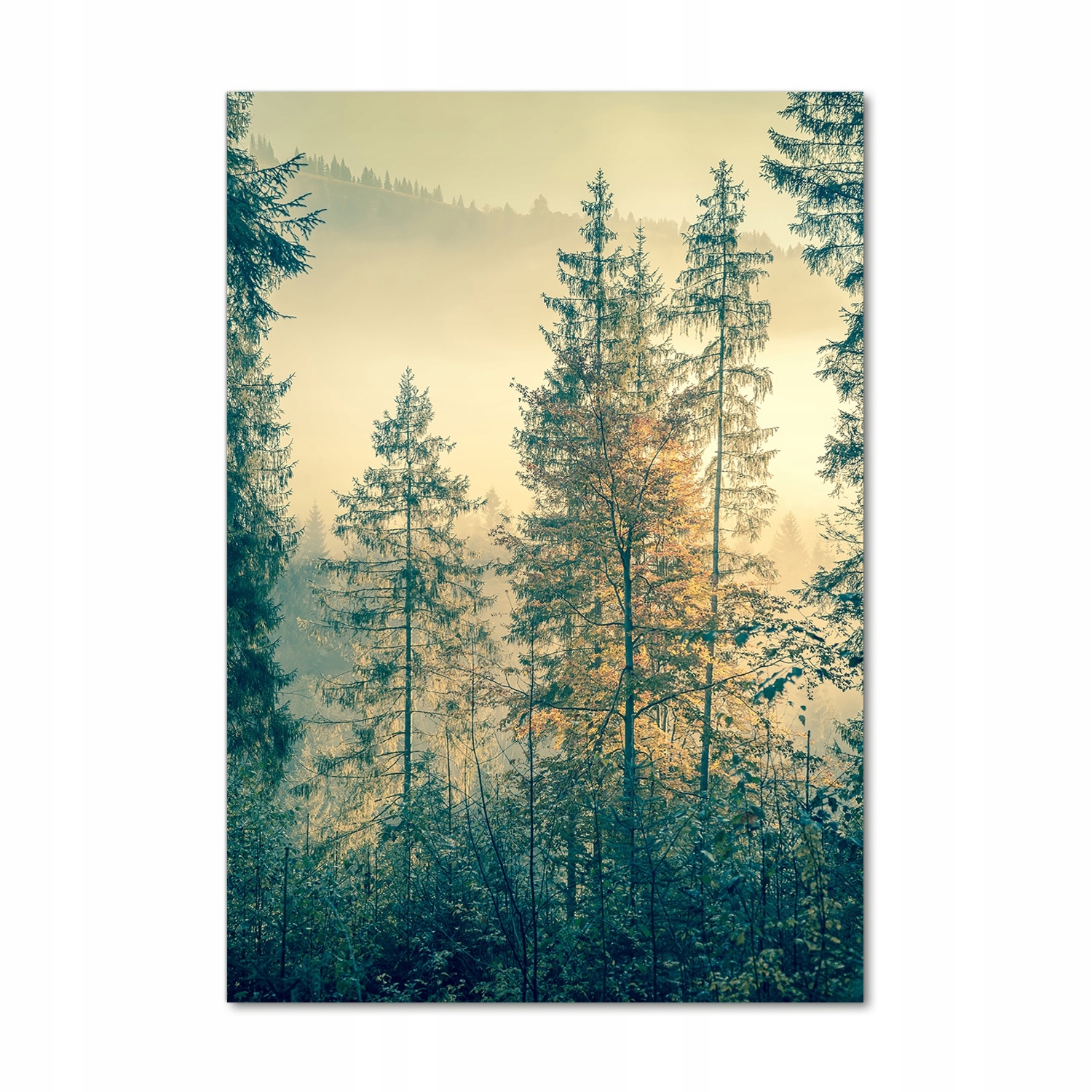 

Foto obraz akryl do salonu Mgła nad lasem 70x100cm