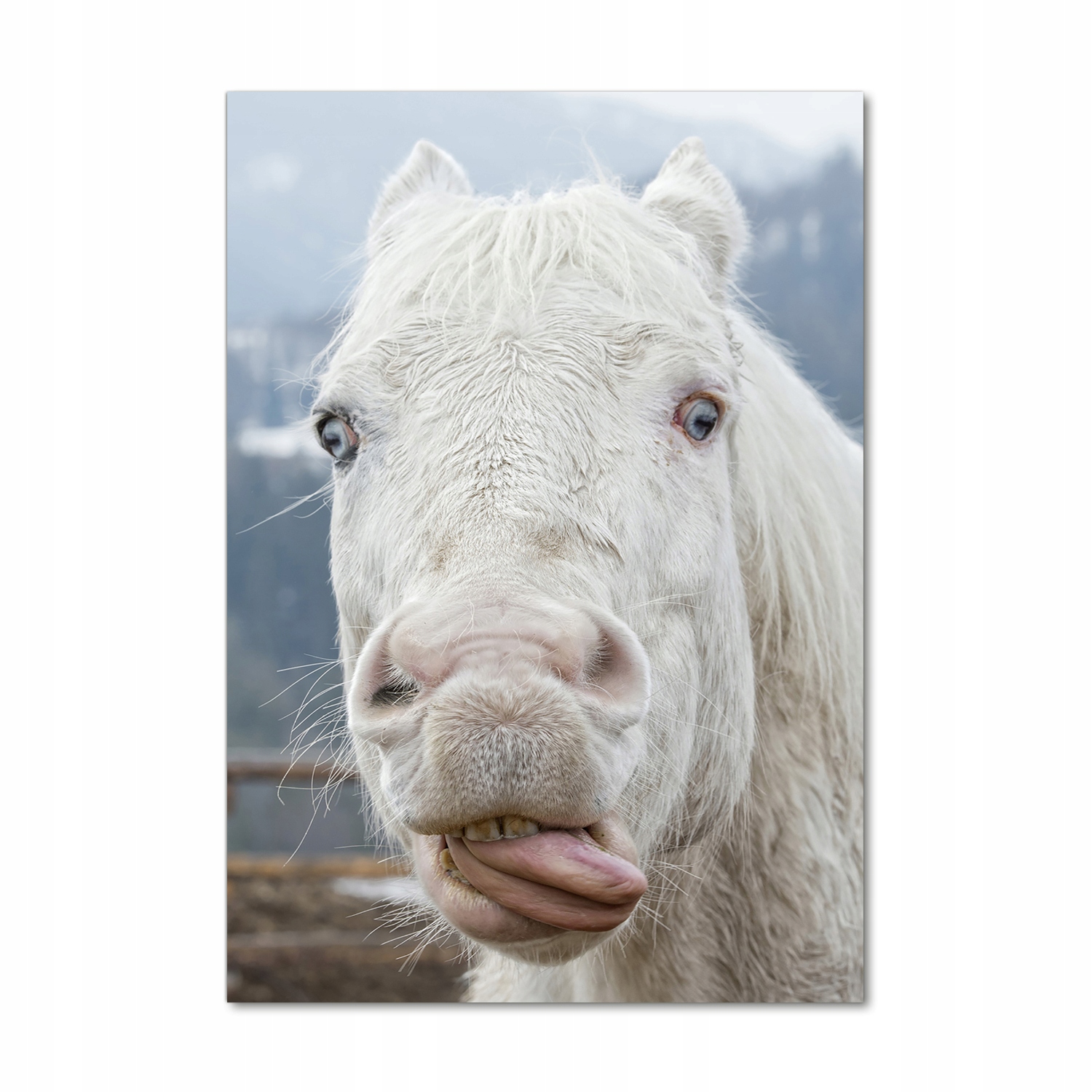 

Foto obraz na szkle Szalony biały koń 70x100 cm