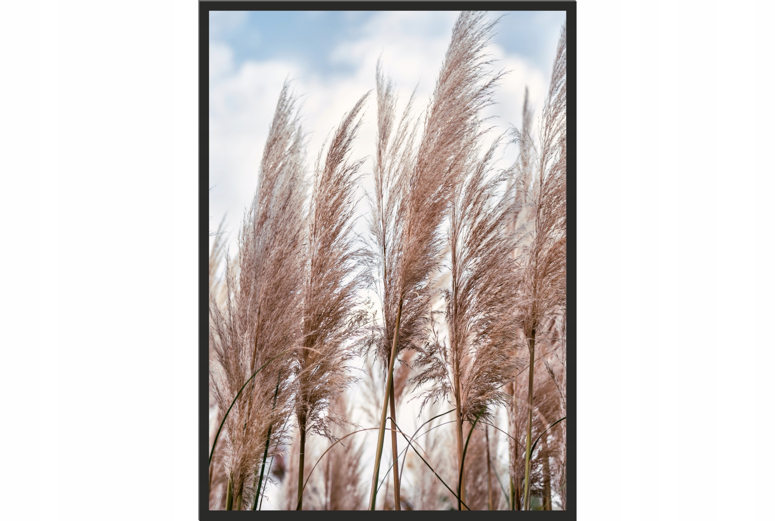 

Obraz plakat 40x30 sucha trawa boho zboże