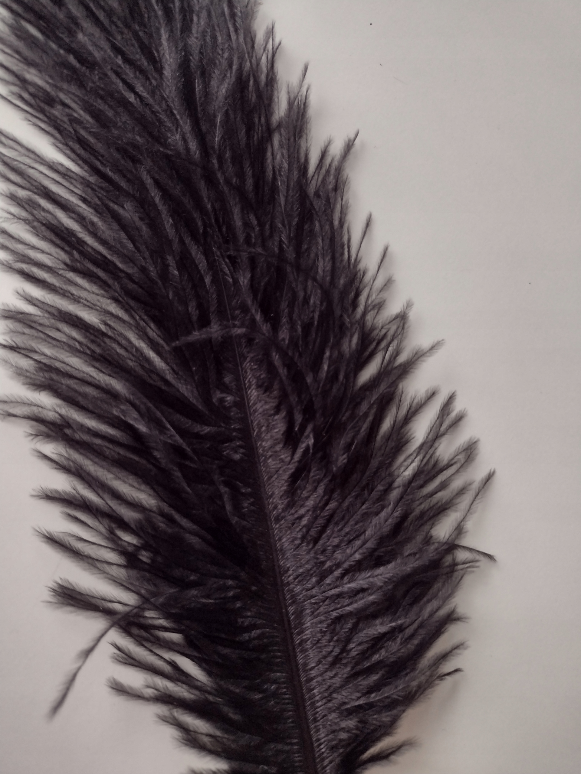 STRUSIE PIÓRA 20/25 CM CZARNE gat. ll