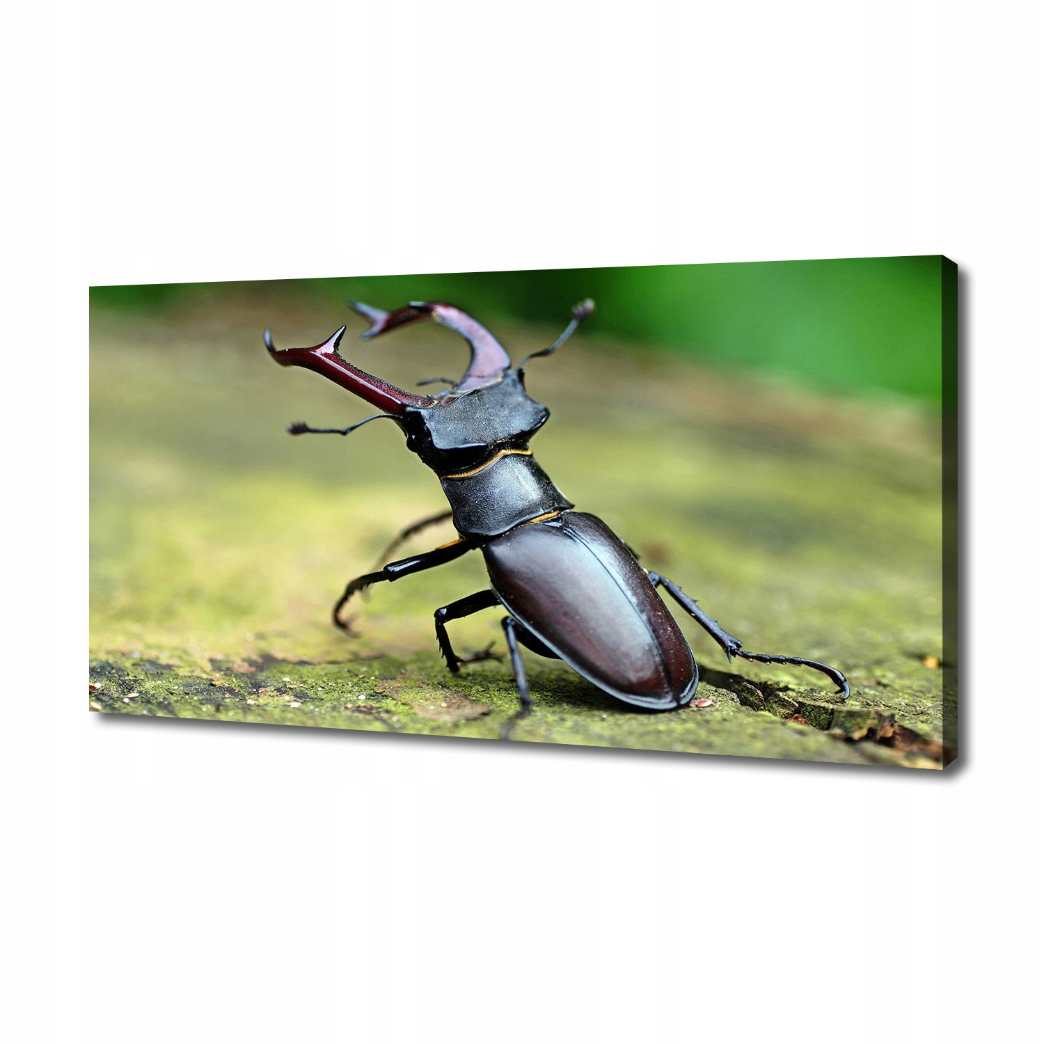 

Foto obraz canvas na ścianę Chrząszcz 140x70 cm