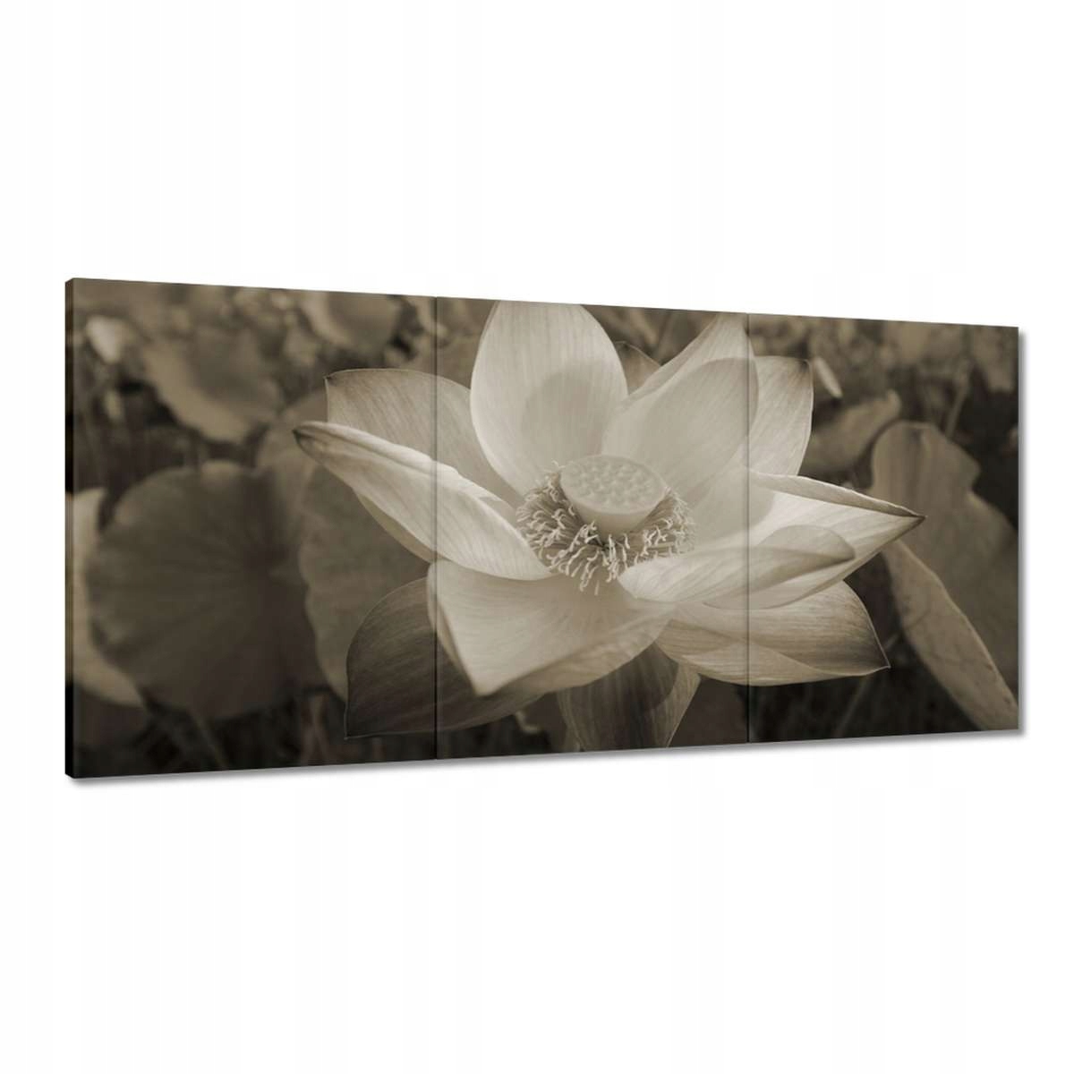 Obrazy 180x90 Lotos Lotosový kvet