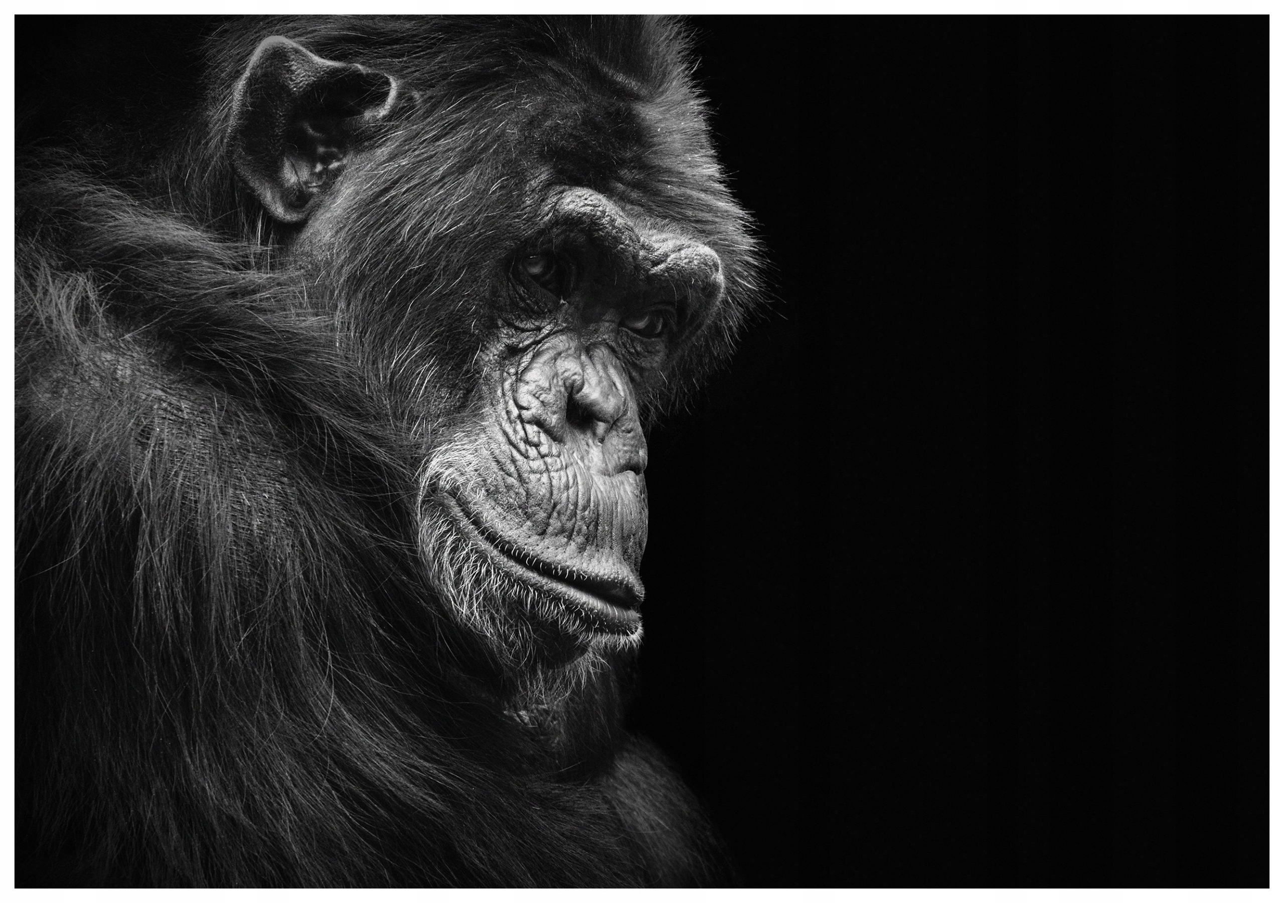Tapeta Szympans portrét vinylová 368x254 černobílý pohled život lepidlo