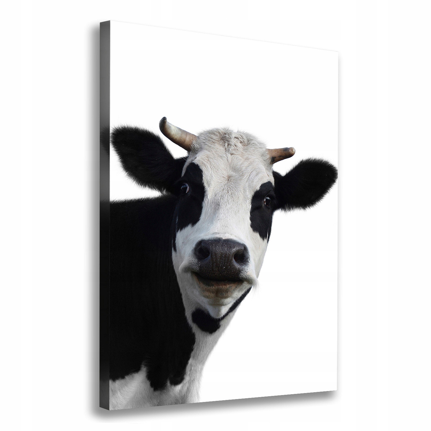 

Foto obraz canvas na ścianę Łaciata krowa 70x100cm