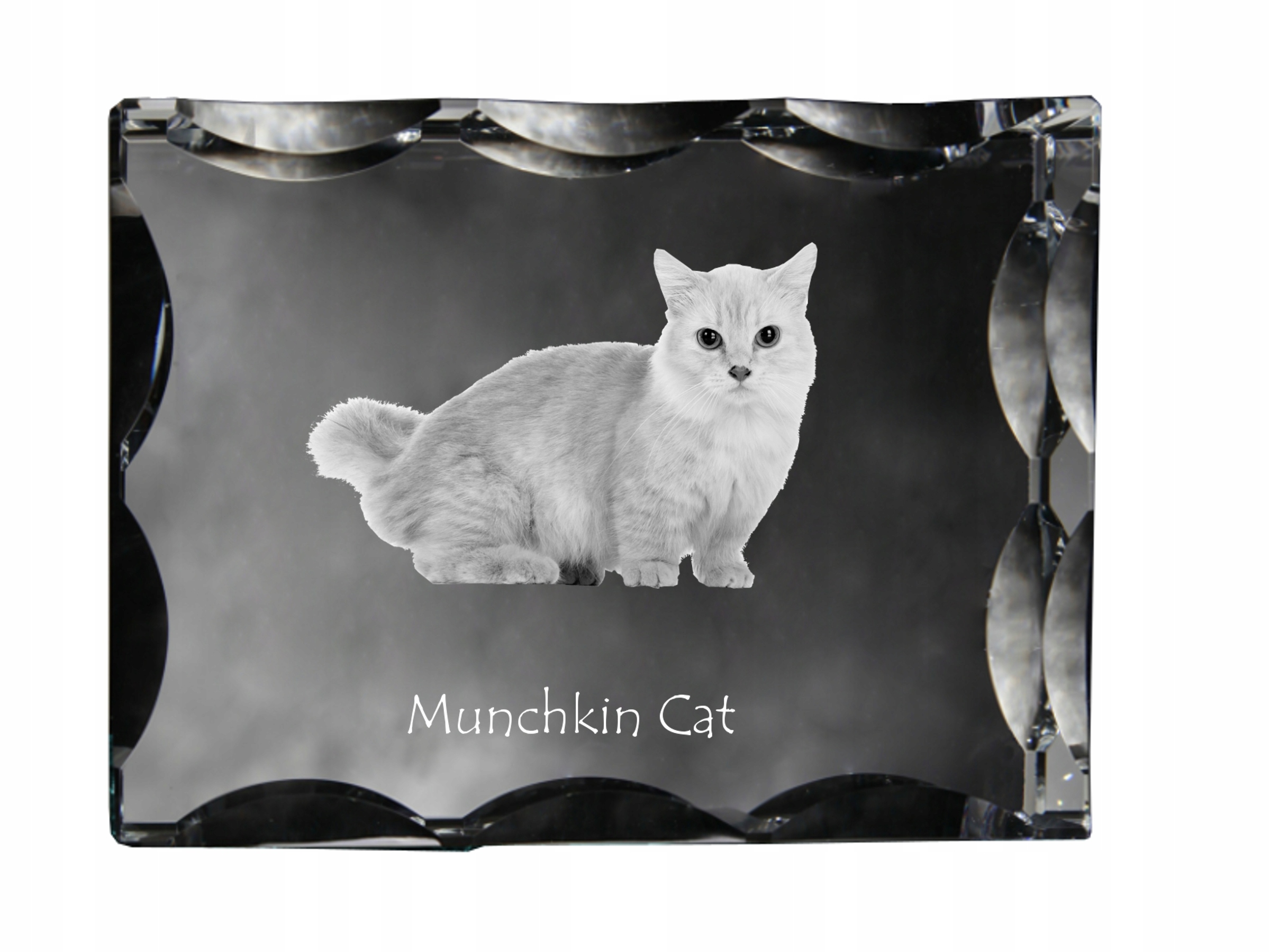 Mačka Munchkin fotografia v ozdobnom kryštáli, suvenír, dekorácia domu