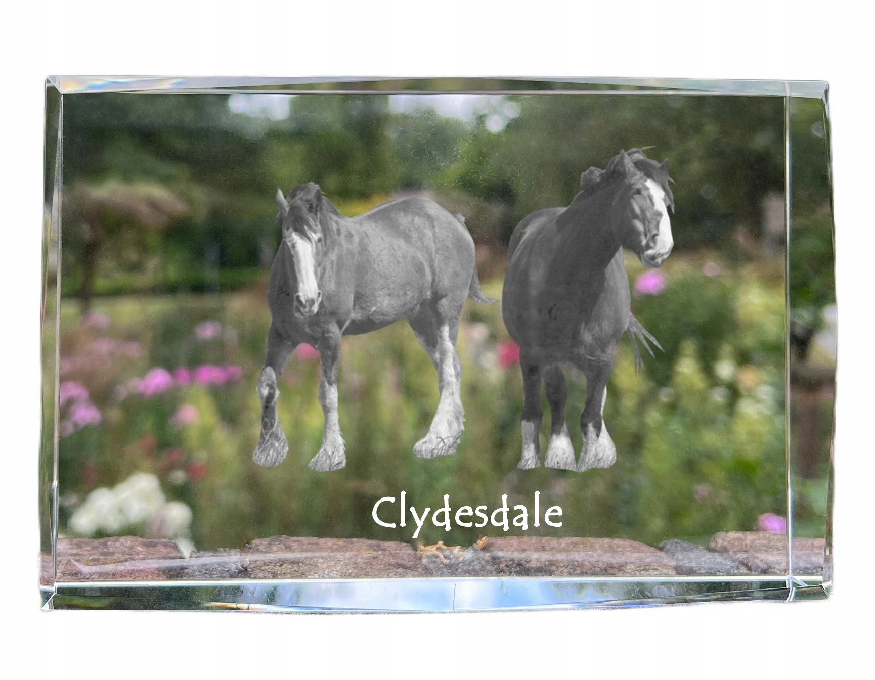 Kôň Clydesdale fotografia v kryštáli, suvenír, trofej, poďakovanie