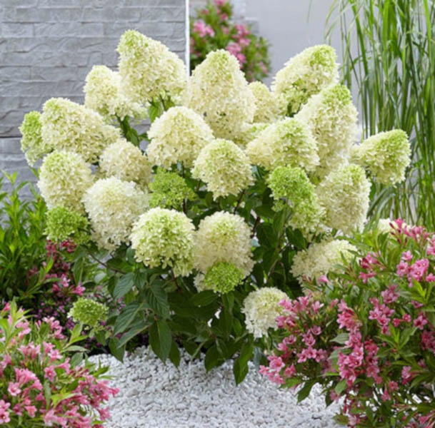 HORTENSJA BUKIETOWA Skyfall - sadzonki w don.