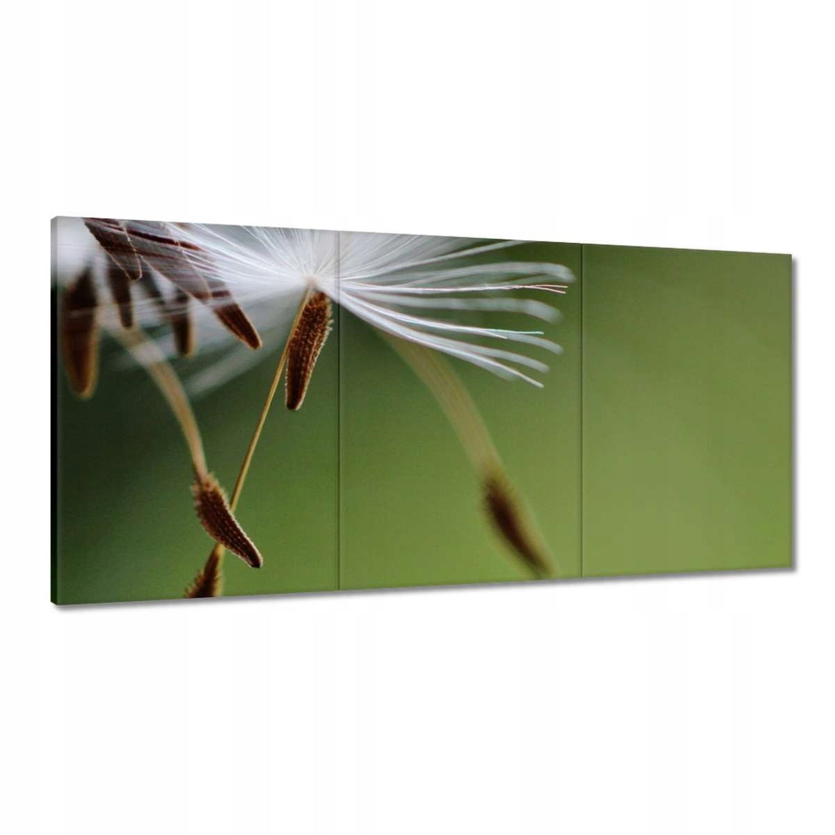 Obrazy 120x60 Pampeliška Květ Květiny