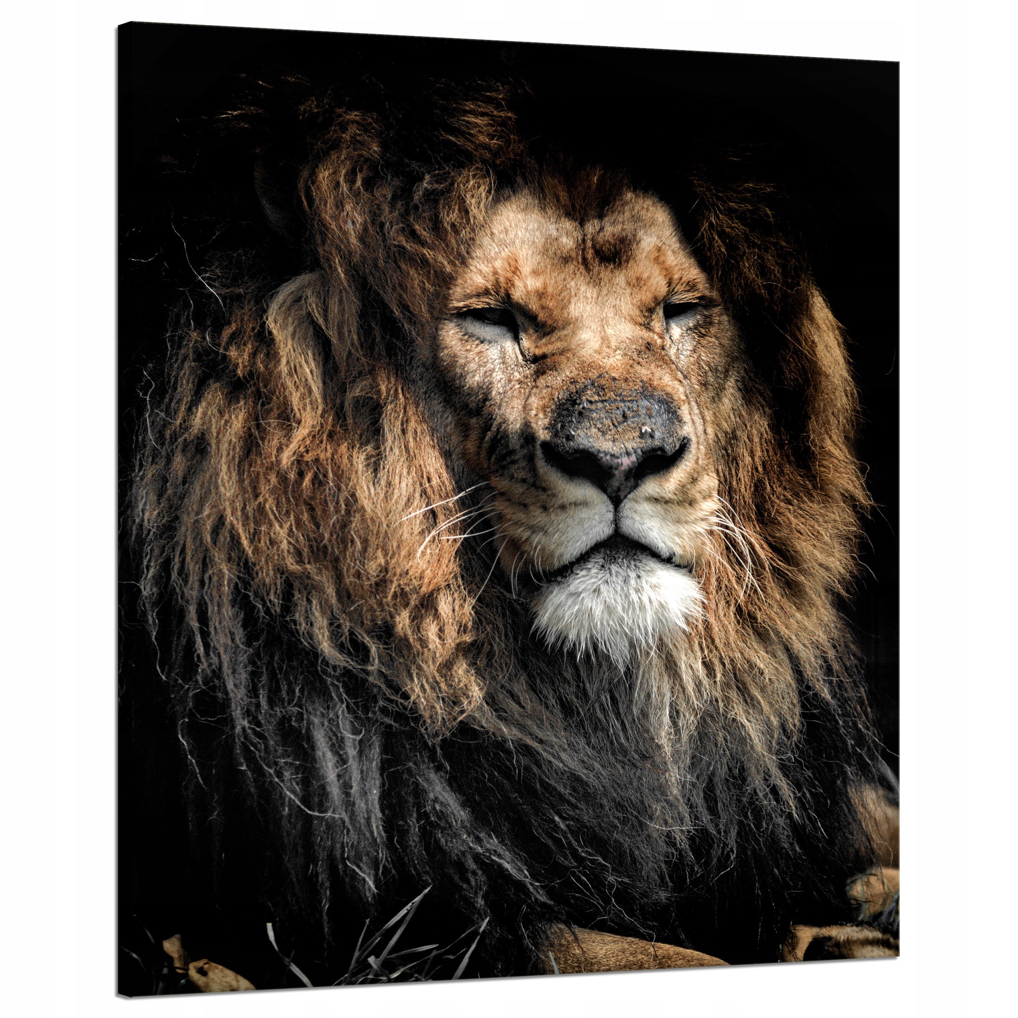 Obraz na plátně Dospělý lev Zvíře 80x100