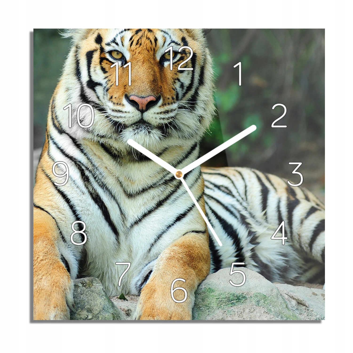 

Tygrys skała natura zegar szklany 30x30 do pokoju