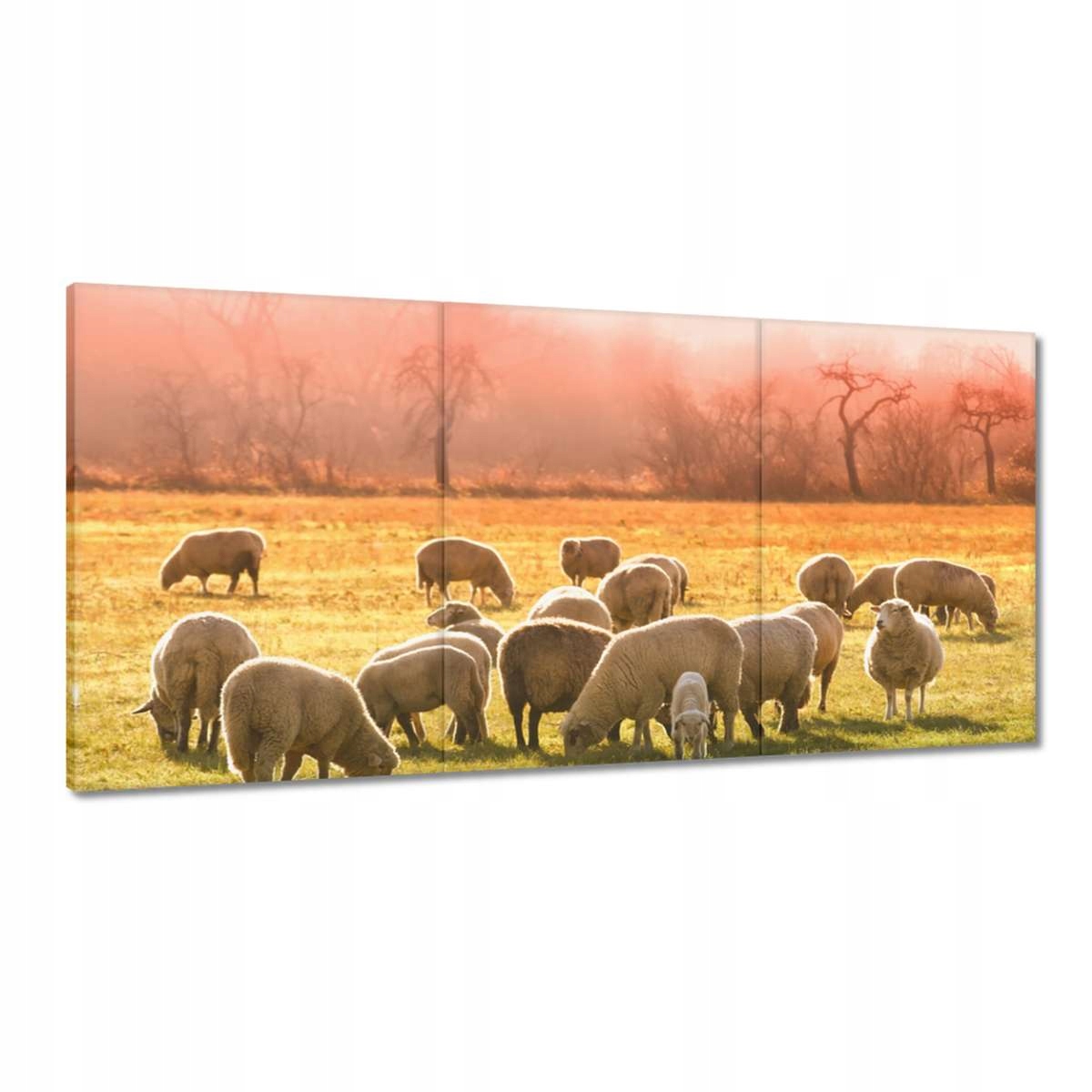 Obrazy 180x90 Pasenie oviec Ovce