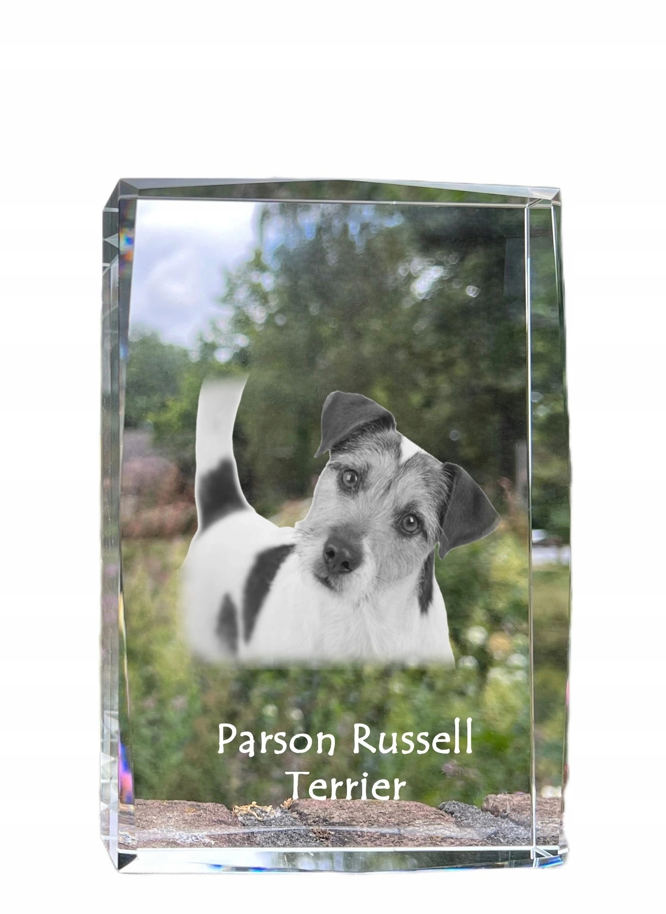 Parson Russell teriér fotografia psa v kryštáli, suvenír, trofej
