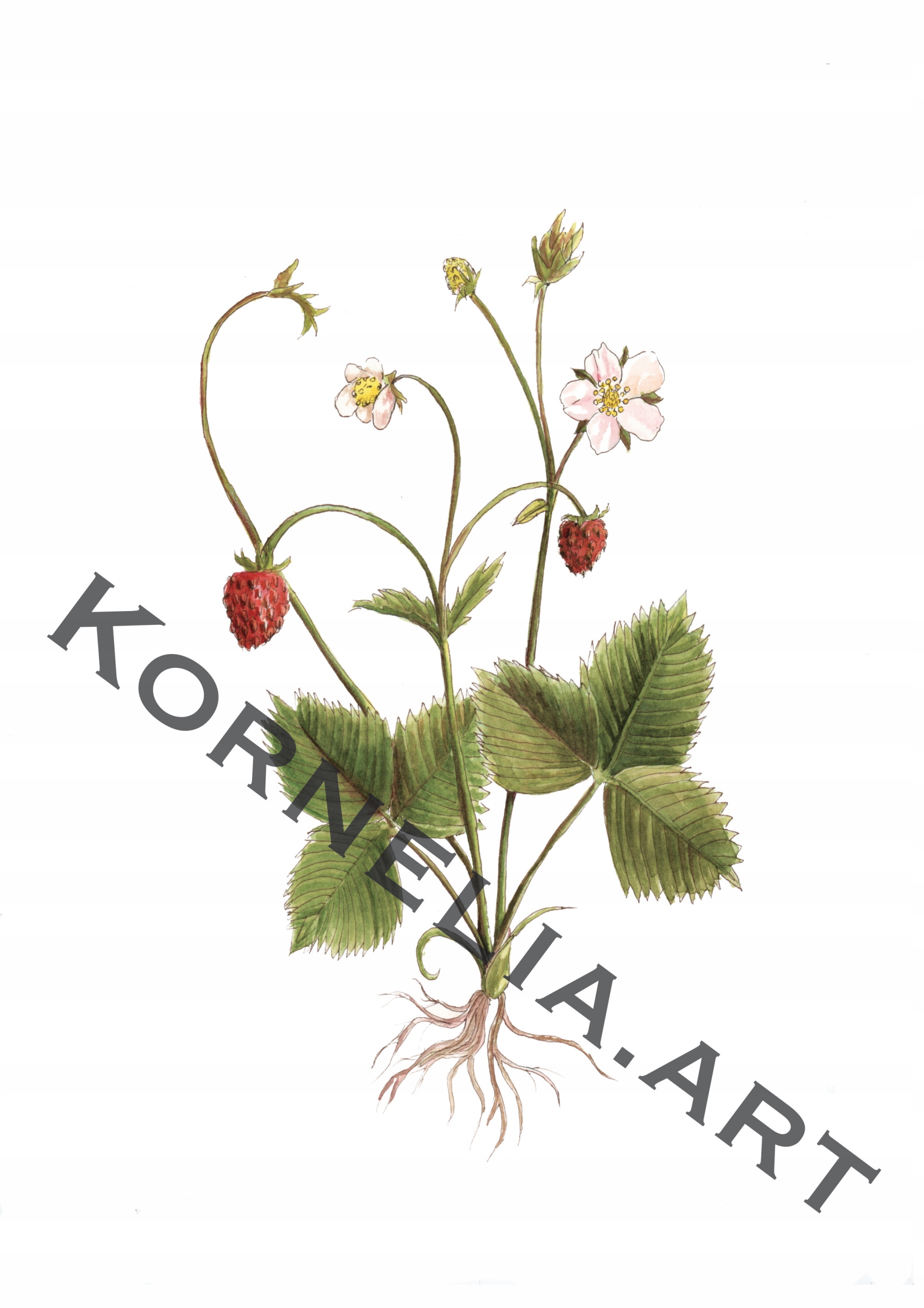 Wydruk artystyczny poziomki akwarela botaniczna