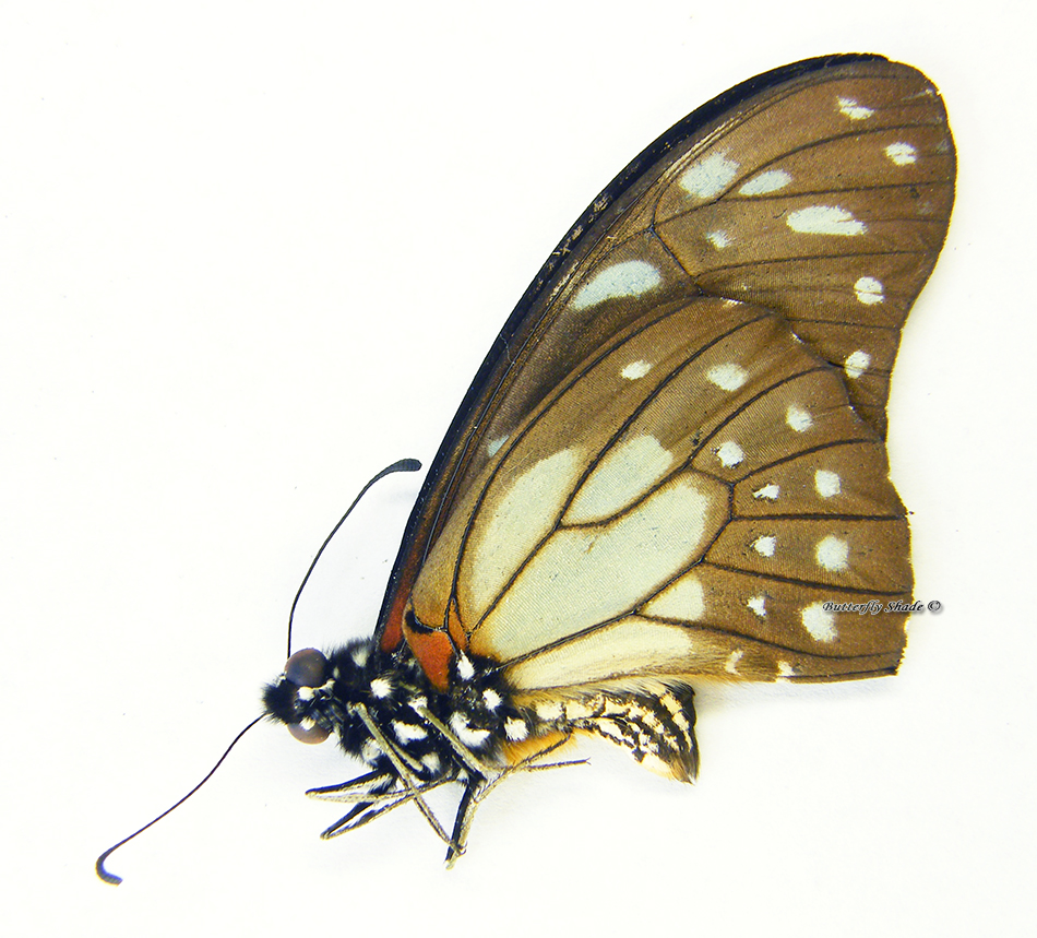 Motyl niepreparowany - Graphium leonidas leonidas, samiec