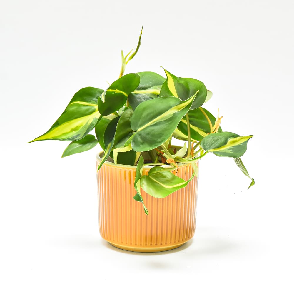 Osłonka ceramiczna Cylindryczna Rowkowana Wysokość produktu 11 cm