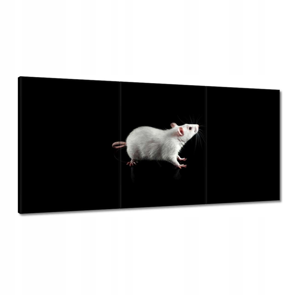 Obrazy 180x90 Biela malá myš