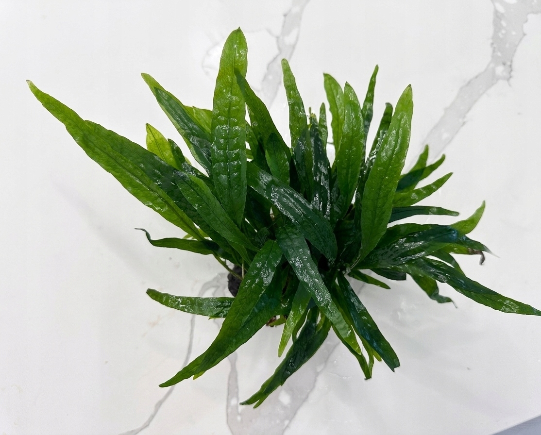 Microsorium pteropus na lawie