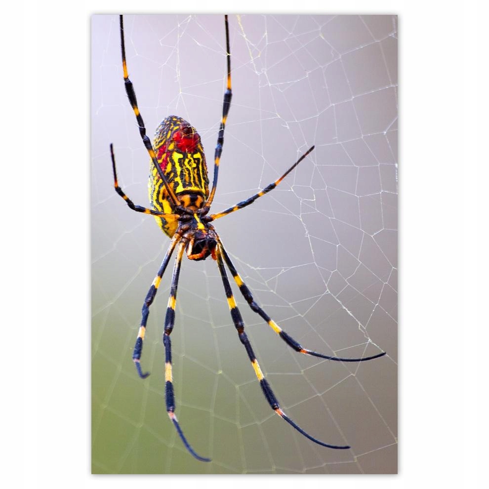 

Plakaty 40x60 Zwierzęta Zwierzątka