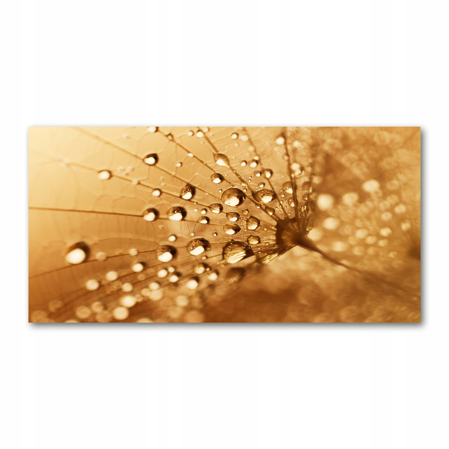 

Foto obraz akryl nowoczesny Dmuchawiec 120X60 cm