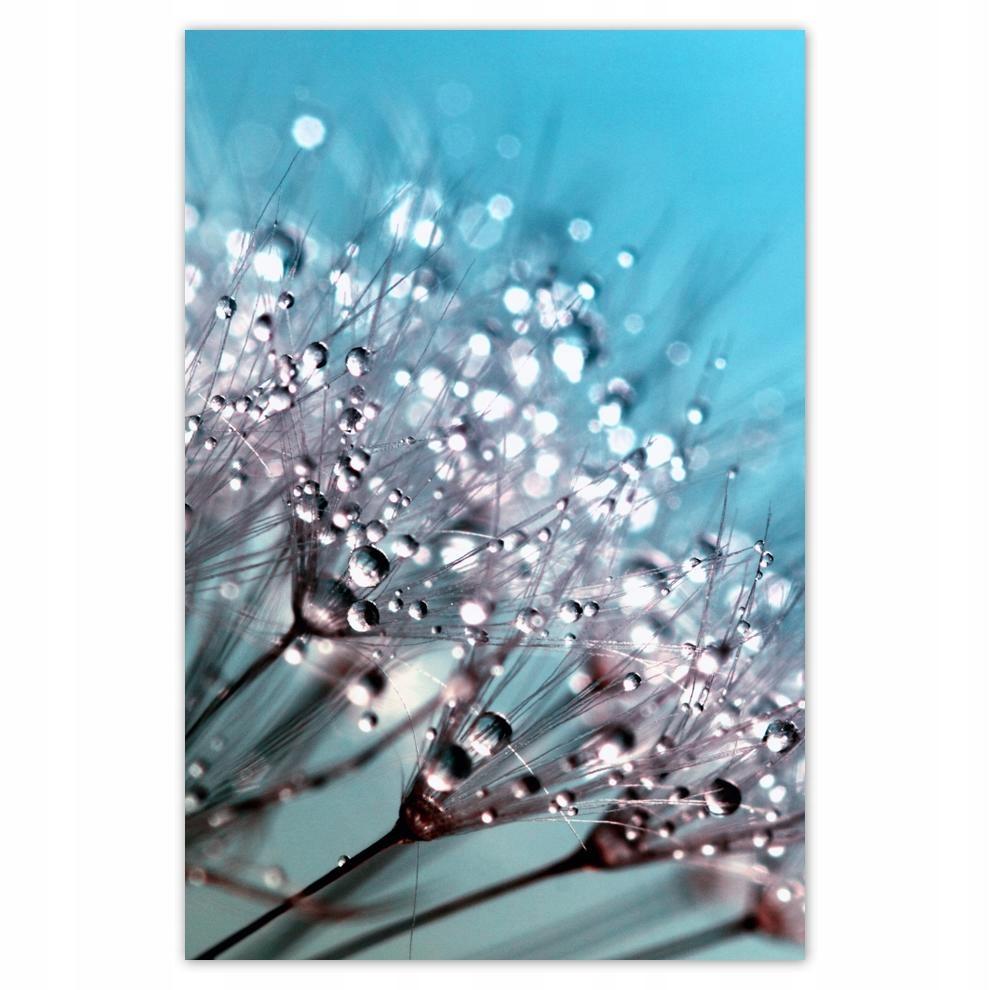 

Plakaty 40x60 Krople rosy Dmuchawiec