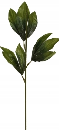 

Łodyga Peonii Piwonii 60 cm