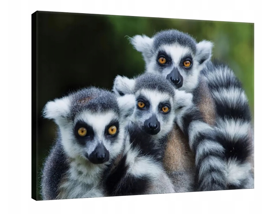 Obraz 100x75 Lemur katta zvířata Madagaskar portrét oči příroda