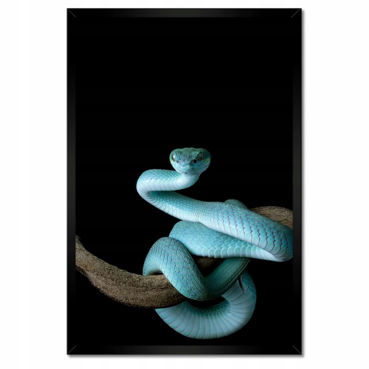 Plakáty v rámu 40x60 Modrý viper snake