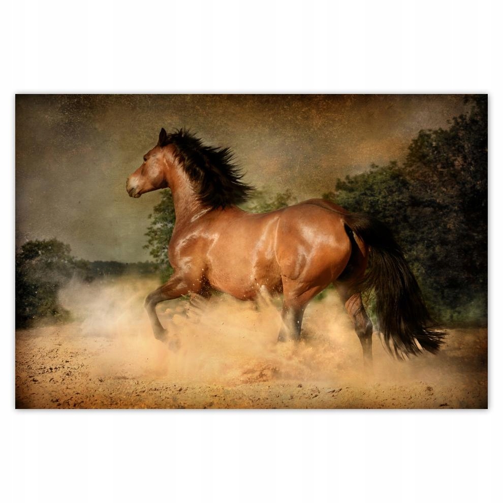 

Plakat 93x62 Koń Konie Jeździectwo
