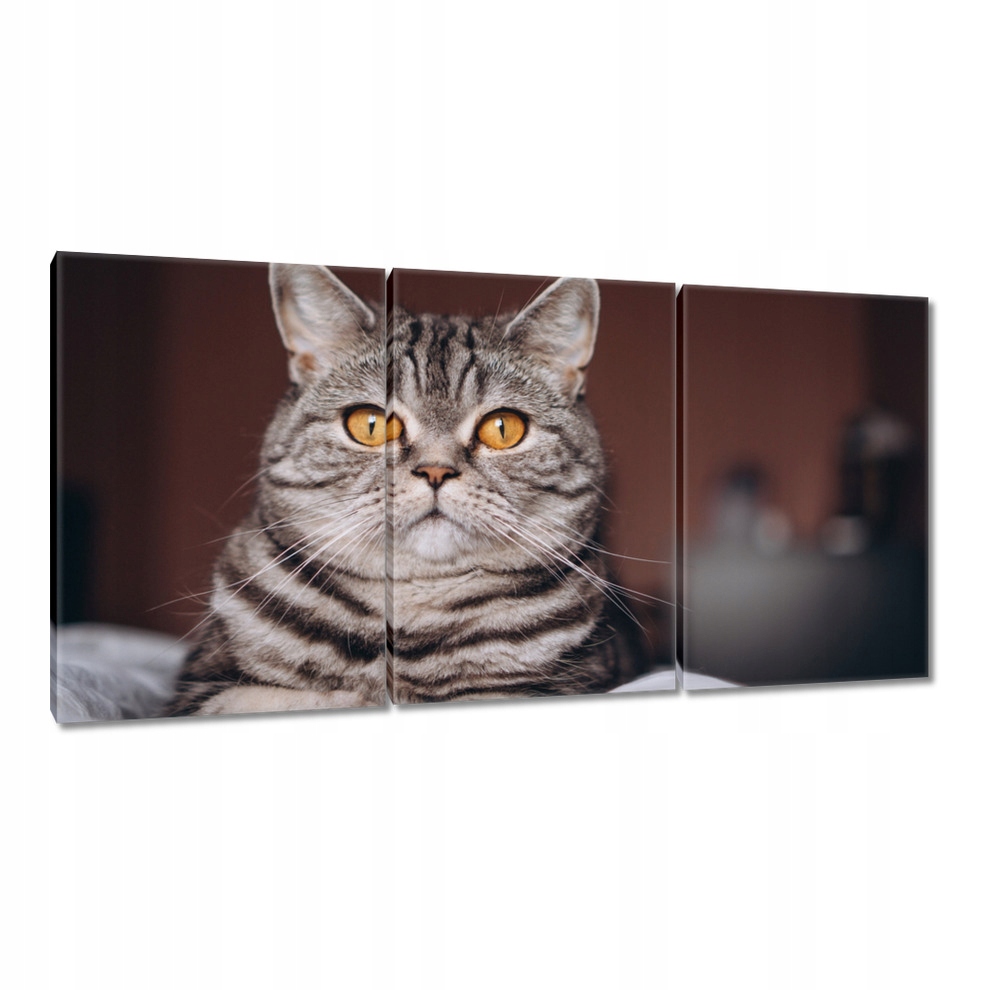 

Obrazy 120x60 Kot Kotek Kotki Kicia