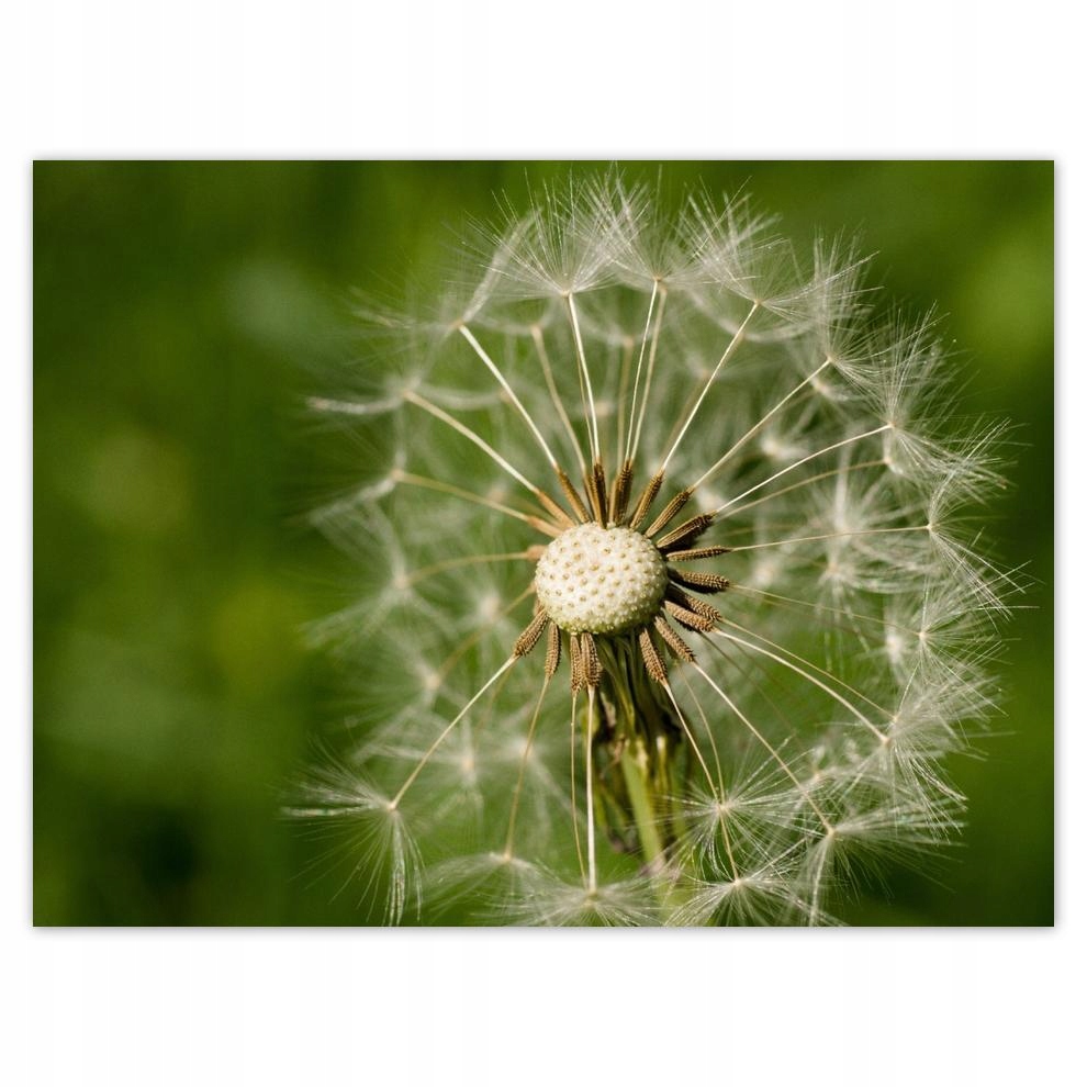 

Plakat 40x30 Dmuchawiec Kwiat Kwiatki