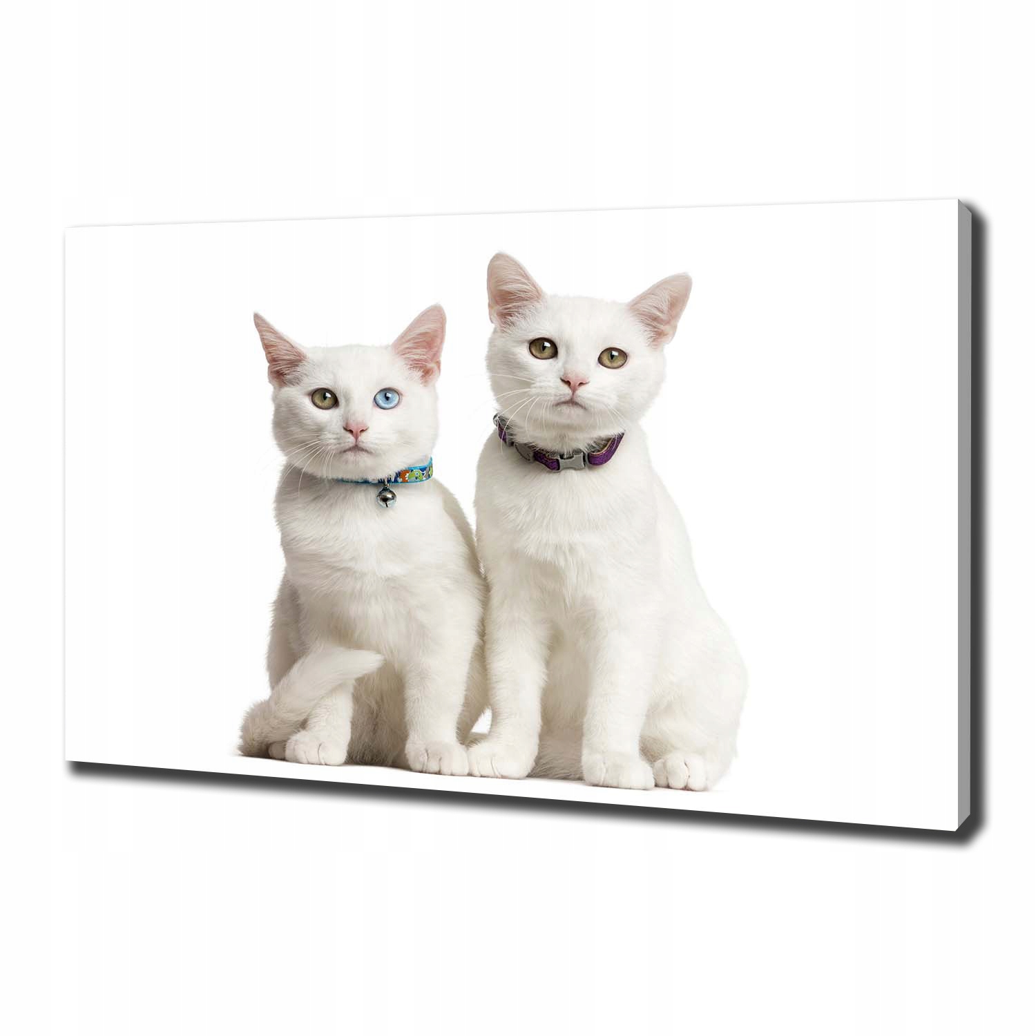 

Foto obraz canvas na ścianę Białe koty 100x70 cm