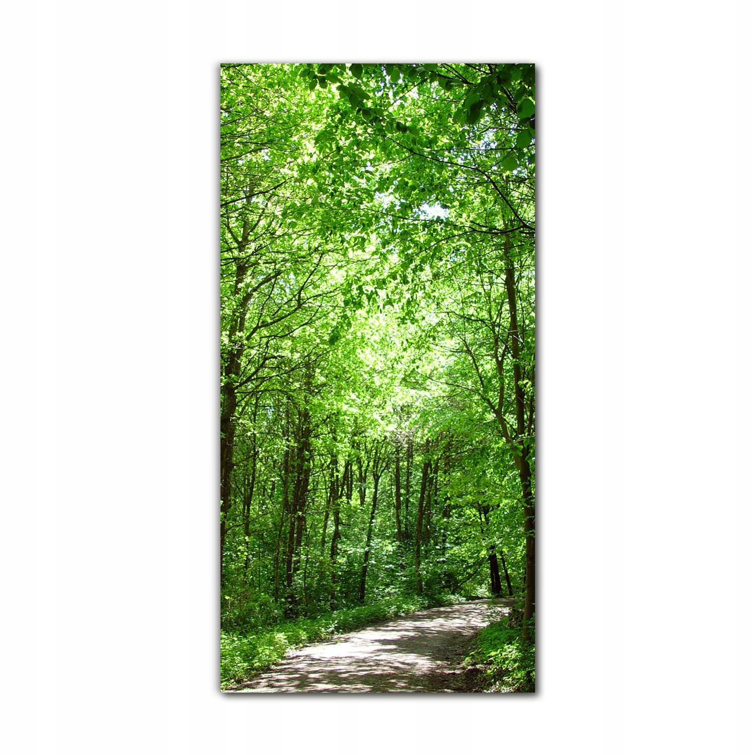 

Obraz na szkle do sypialni 70x140 cm Las ścieżka