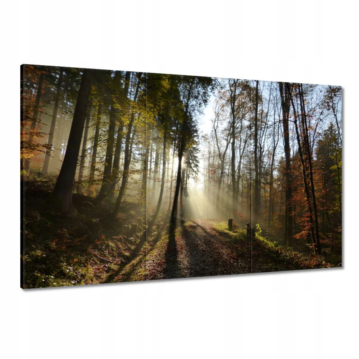 Obrazy 120x80 Východ slunce v lese