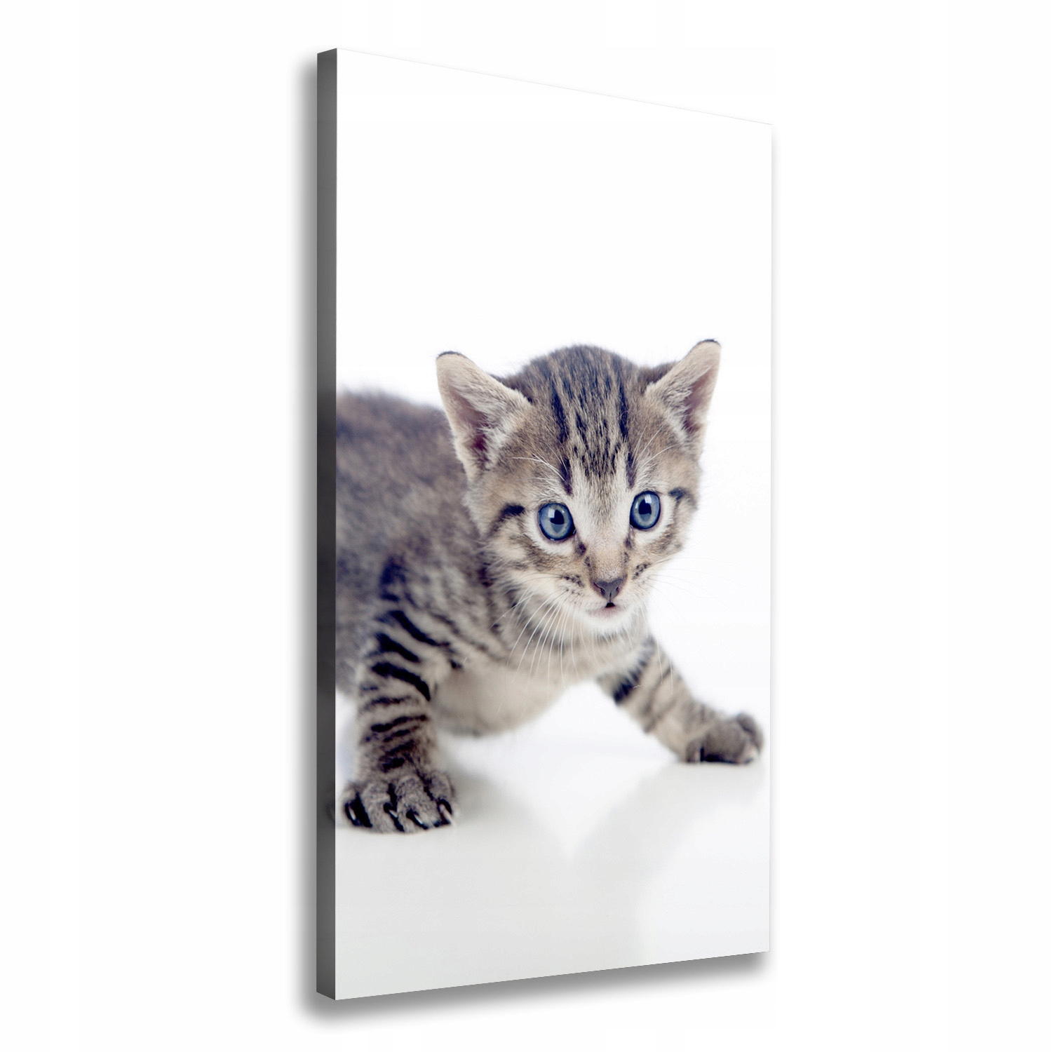 

Foto obraz na płótnie do salonu Mały kot 60x120 cm