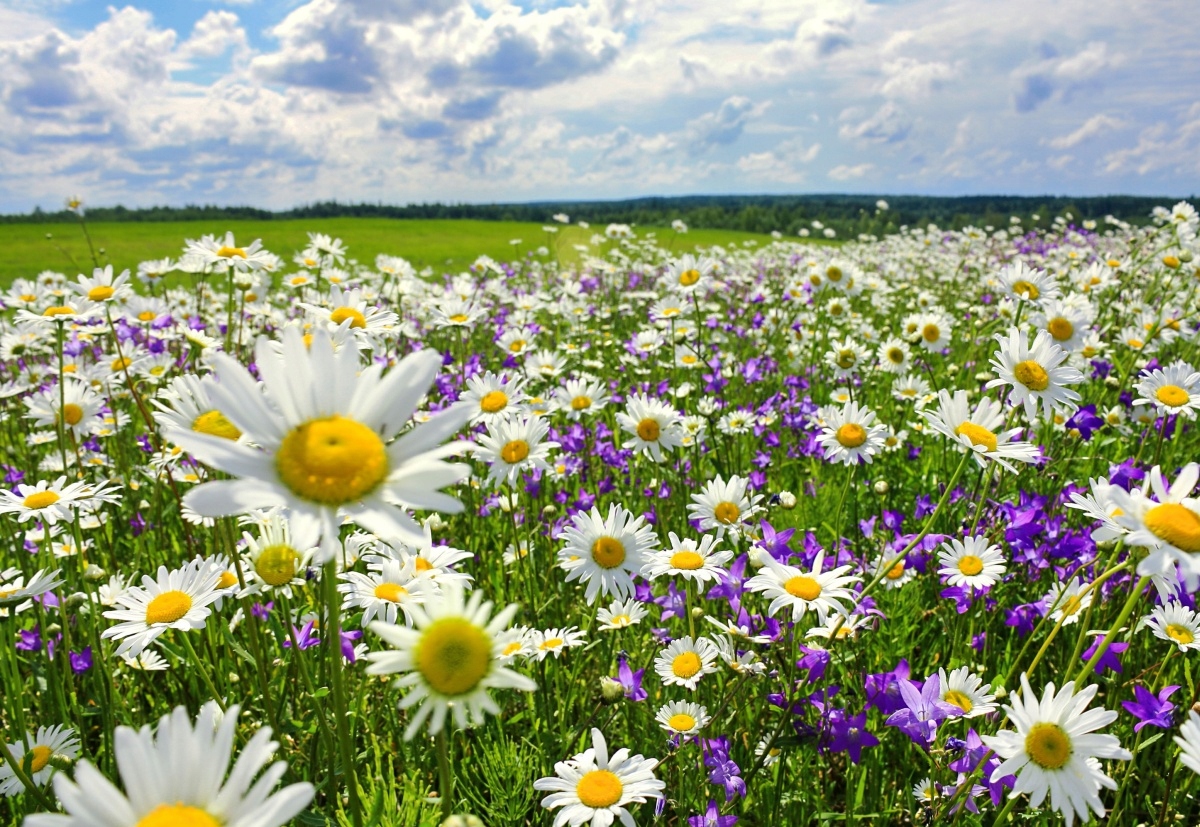 

Fototapeta Flizelinowa Łąki i kwiaty 152x104