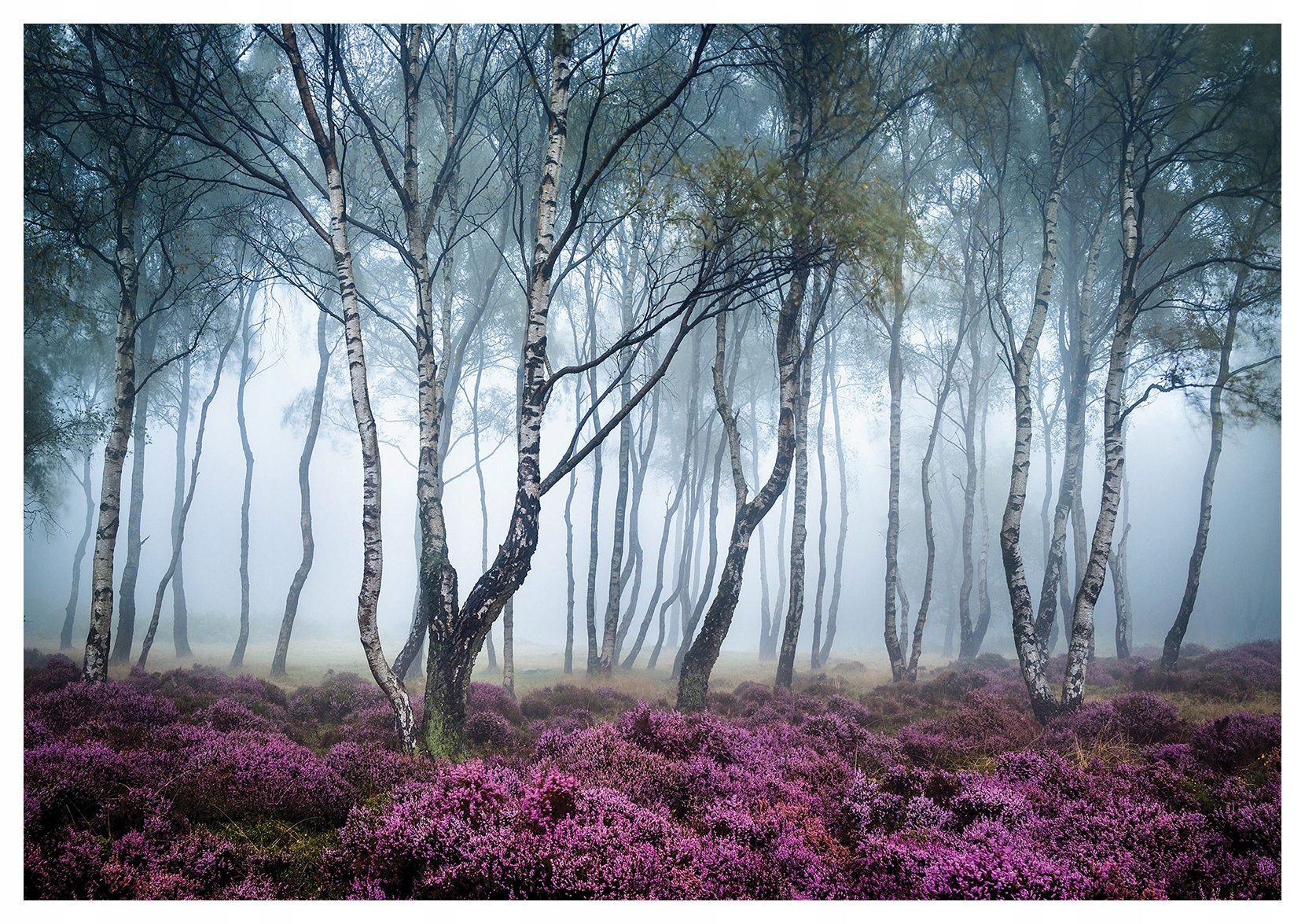 Fototapeta Brezový háj a vres škandinávsky štýl príroda 312x219 lepidlo