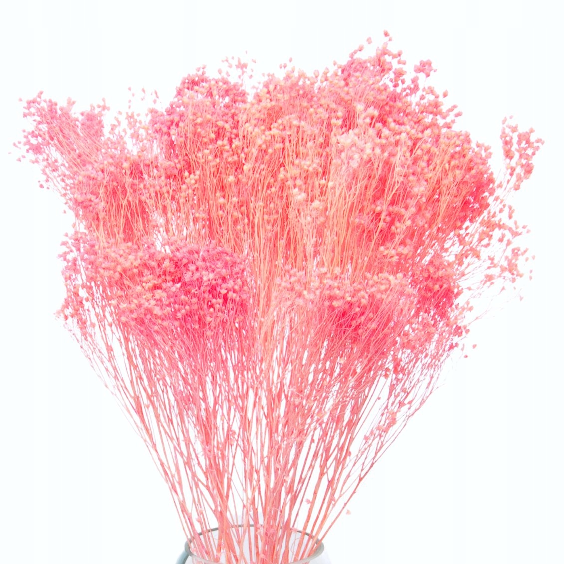 

Suszone kwiaty żarnowiec broom bloom różowy suszki