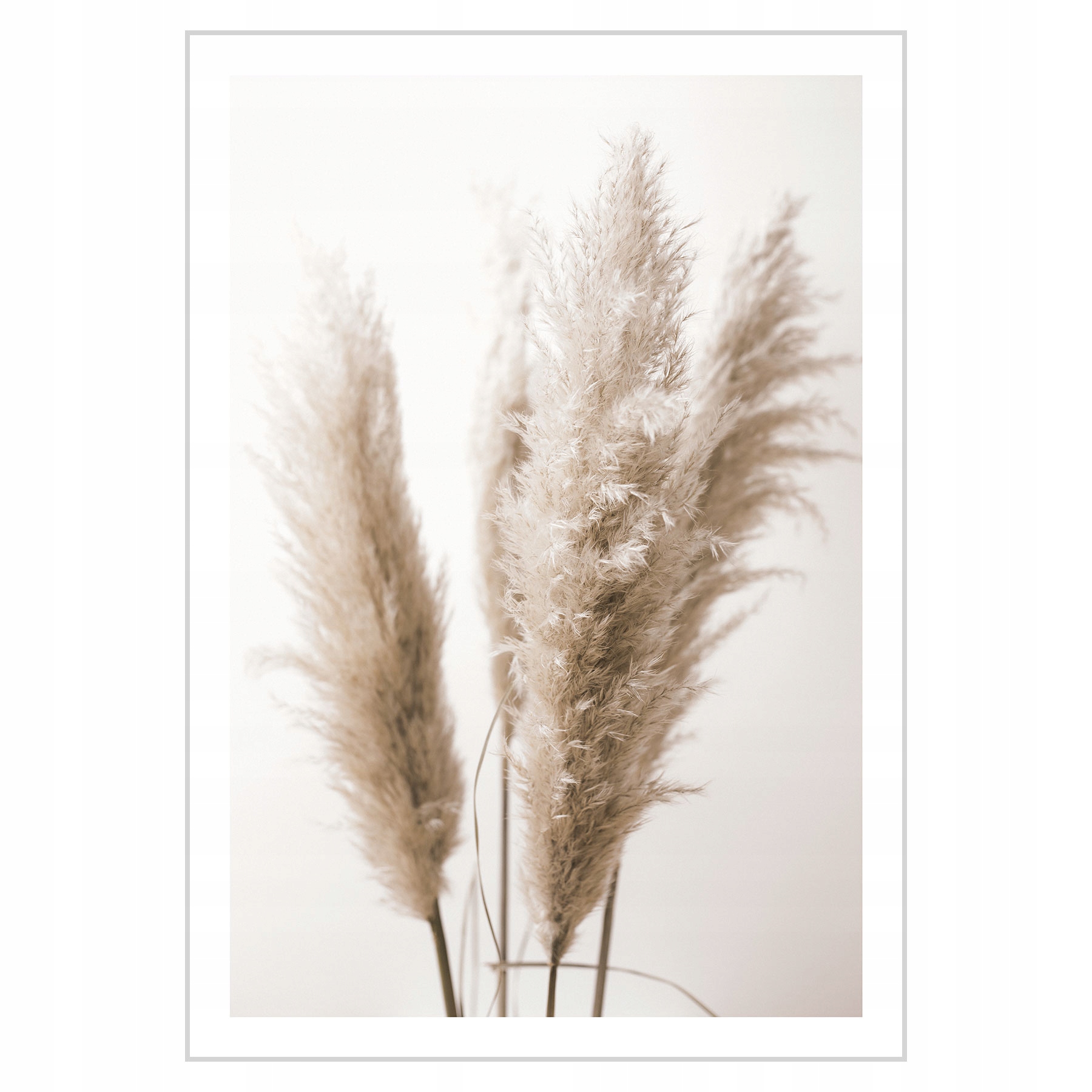 

Plakat 21x30 Trawa pampasowa Boho