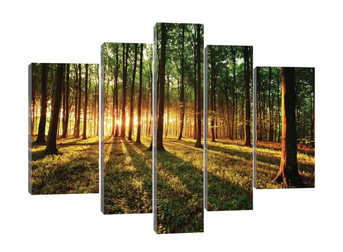 Obraz Na Plátně Canvas 170x100 Les Stromy Slunce