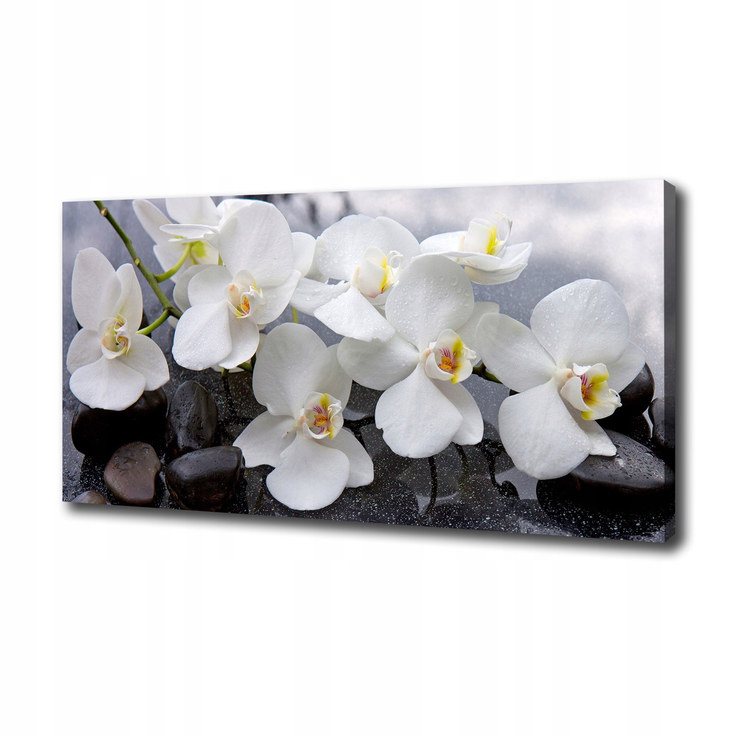 Fotoobraz canvas na zeď Orchidej 100 x 50 cm