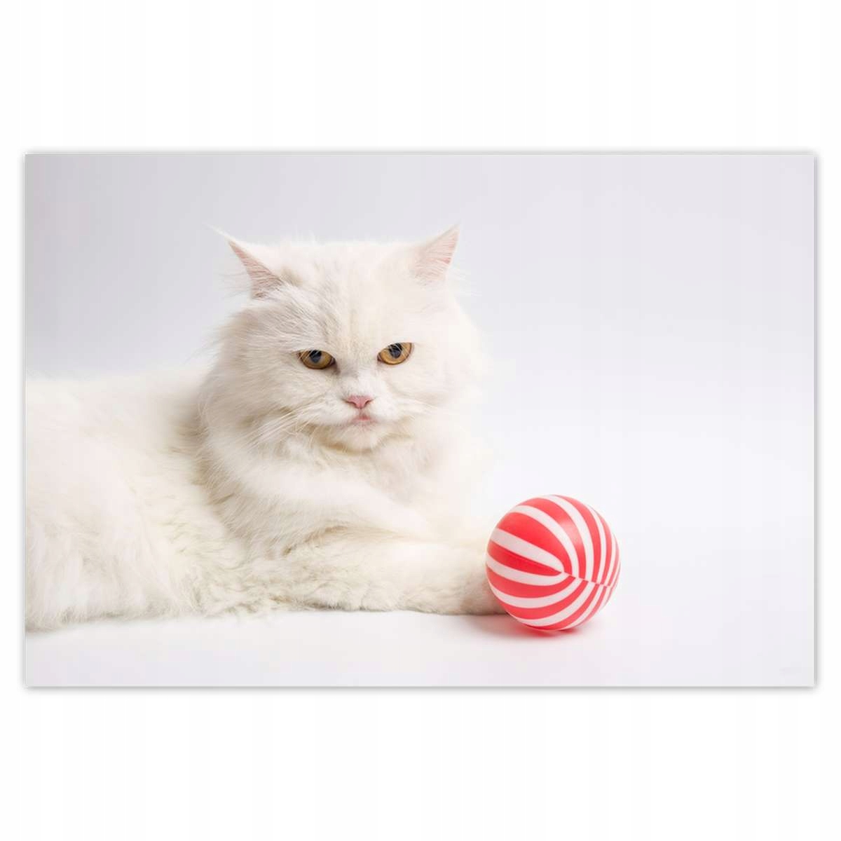 Plakáty 200x135 Kočka Kotě Kočky