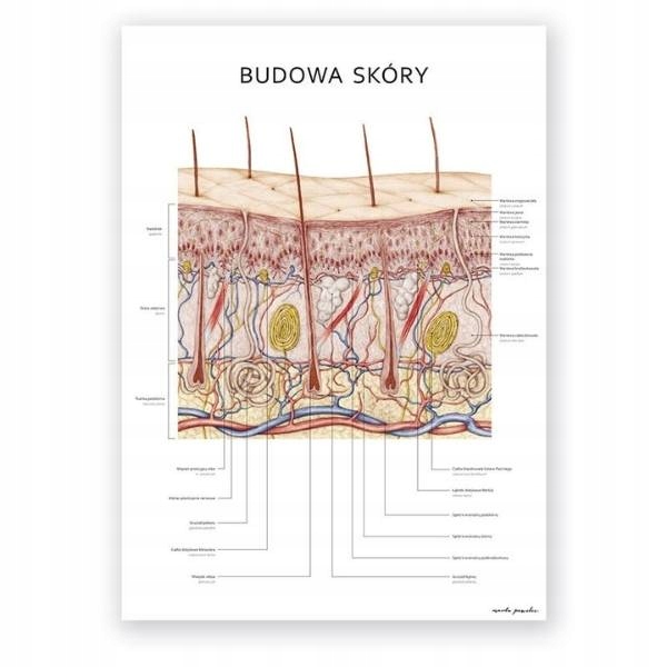 Plansza tablica anatomiczna plakat budowa skóry