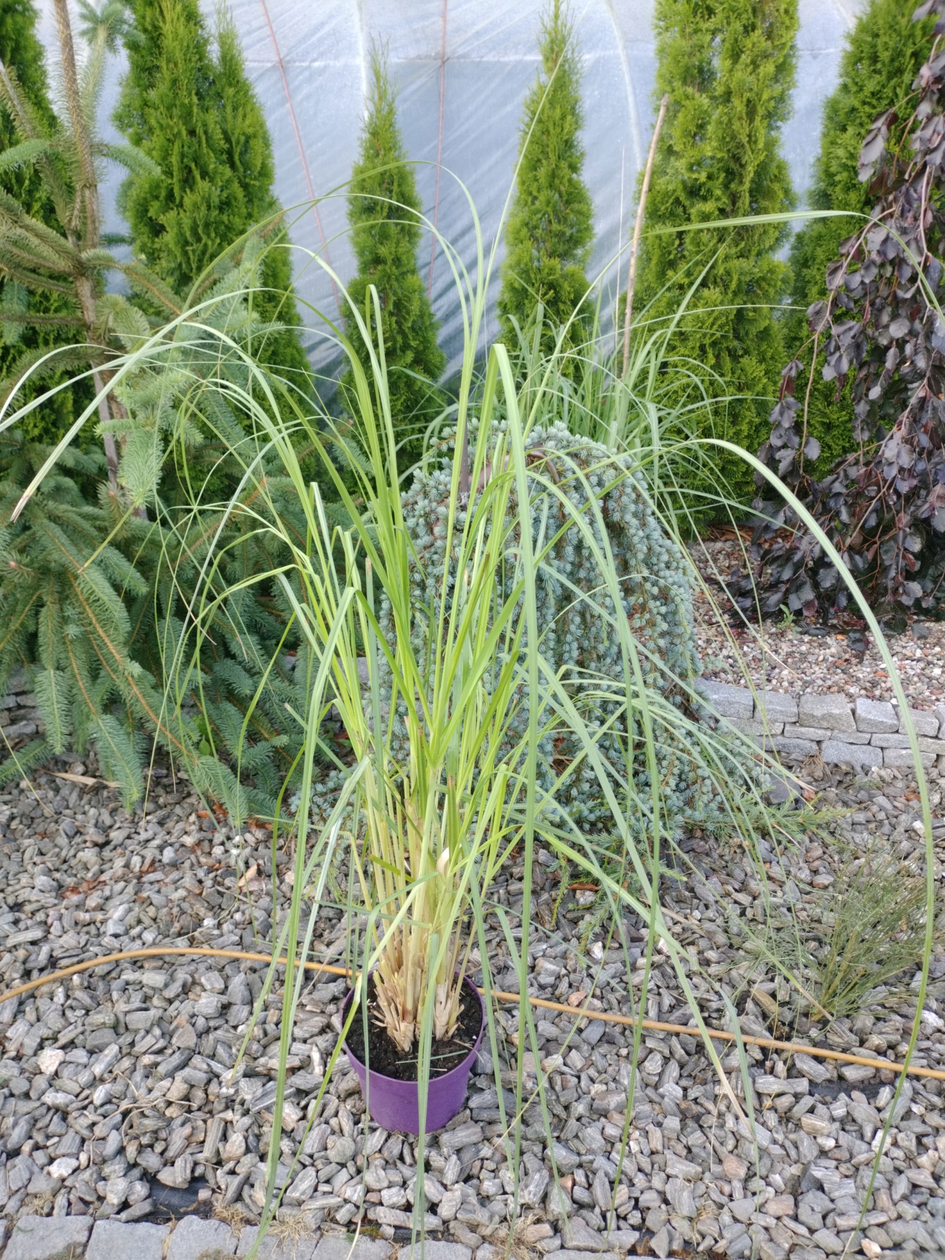 Pampasowa (Cortaderia Selloana)Biała sadzonki XXL Rodzaj rośliny Inny