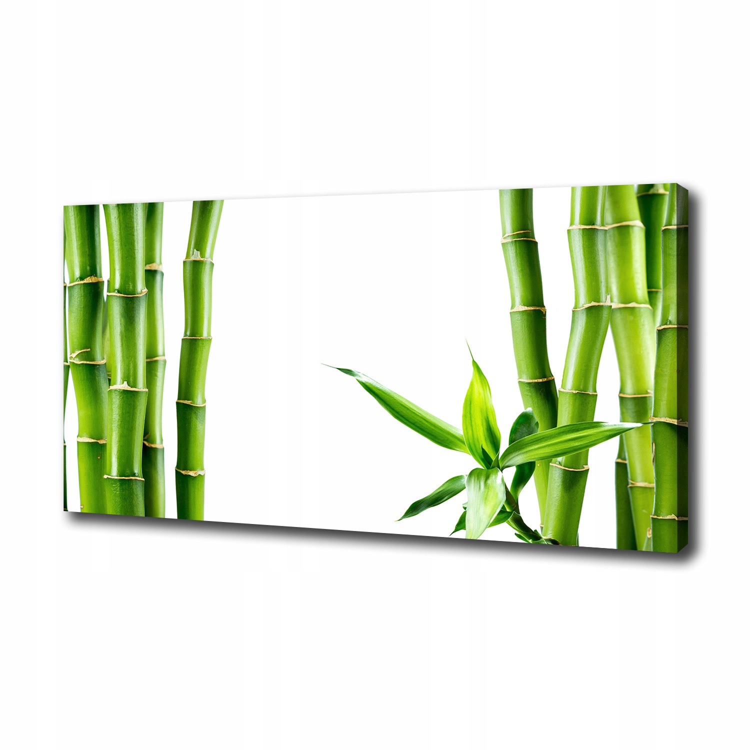 

Duży foto obraz na ścianę canvas Bambus 100x50 cm