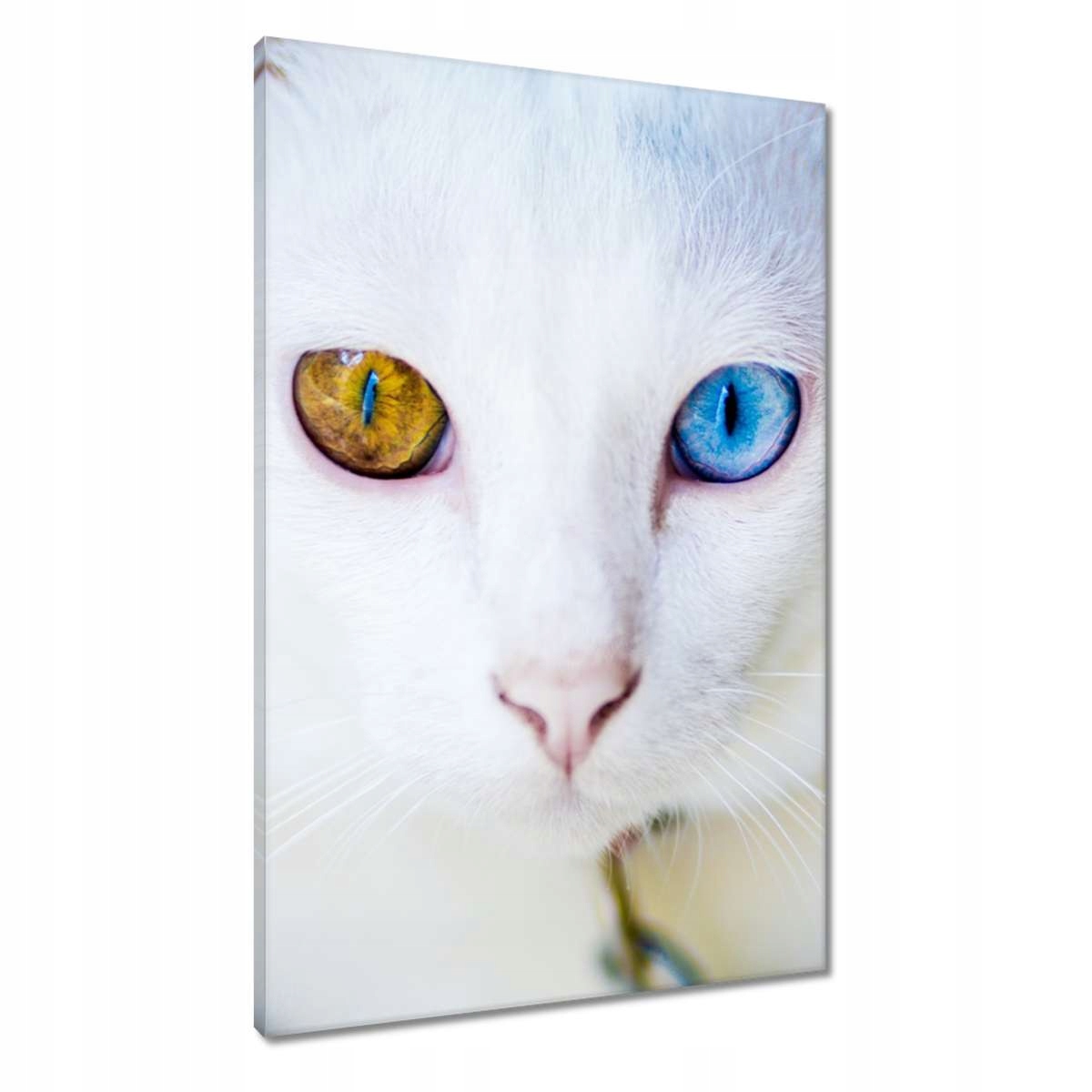 Obrazy 60x90 Kočka s pohádkovýma očima