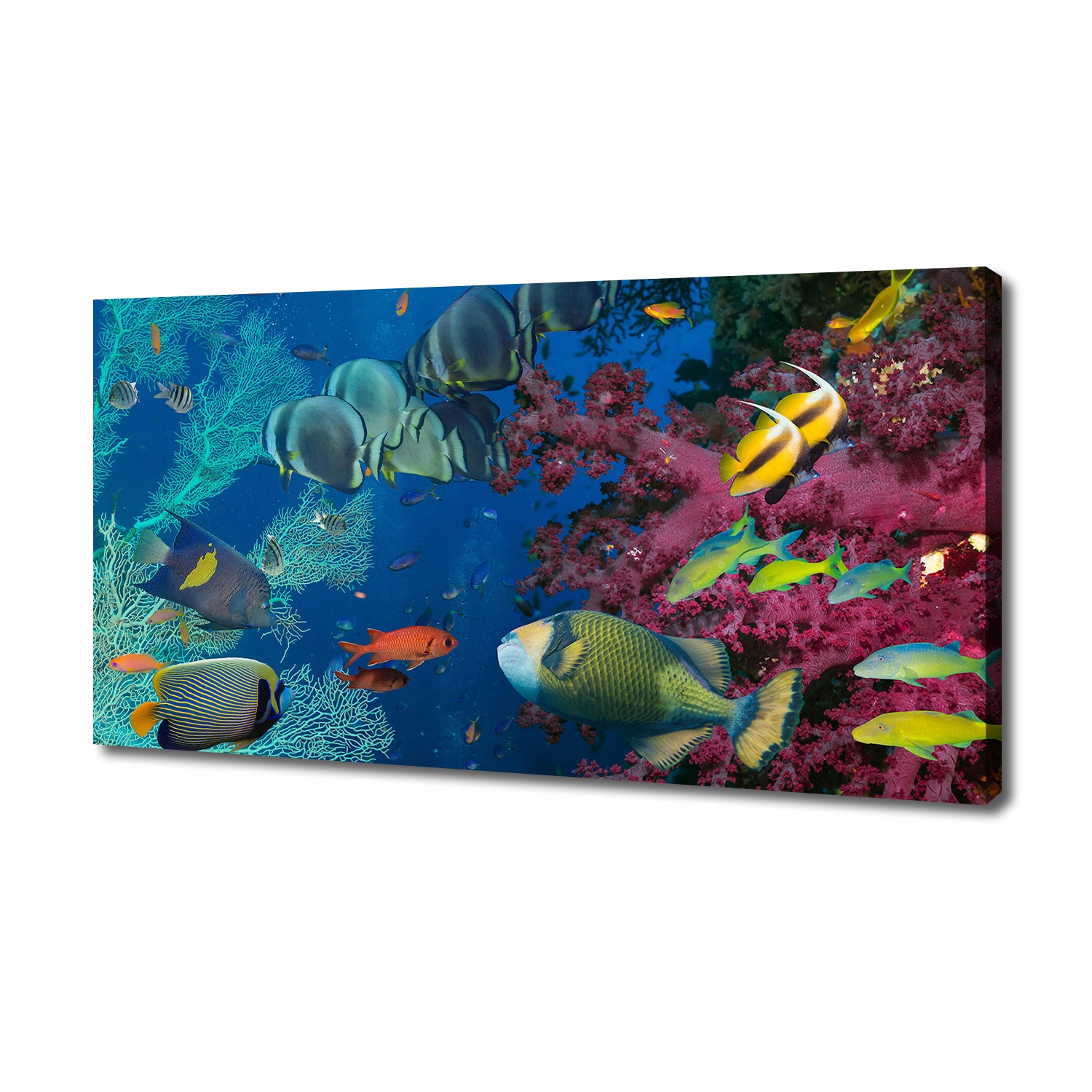 

Foto obraz na płótnie Rafa koralowa 140x70 cm