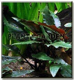 Cryptocoryne beckettii [sadzonka]