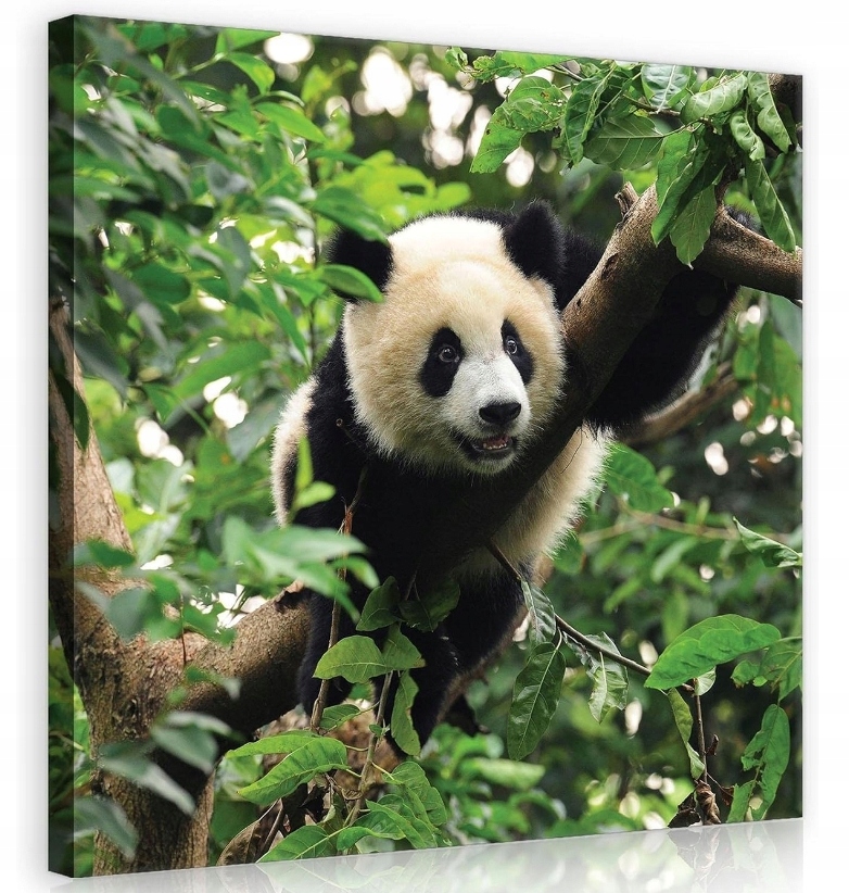 Obraz 80x80 Panda na stromě divoká příroda bambusový les klid harmonie