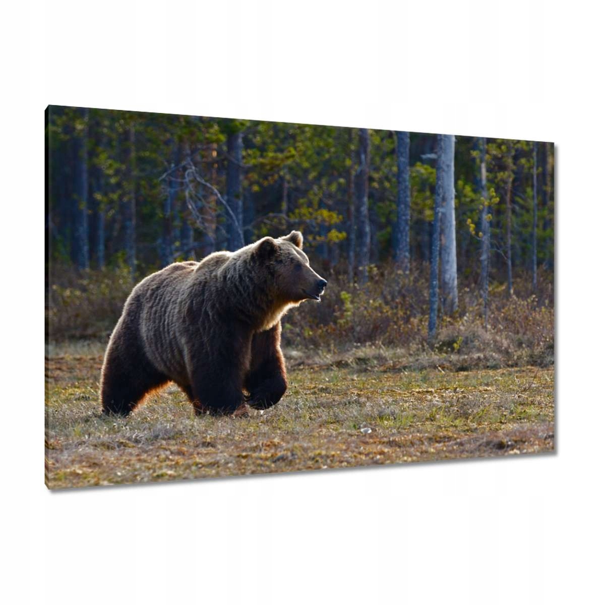 Obrazy 120x80 Zvířata Zvířátka