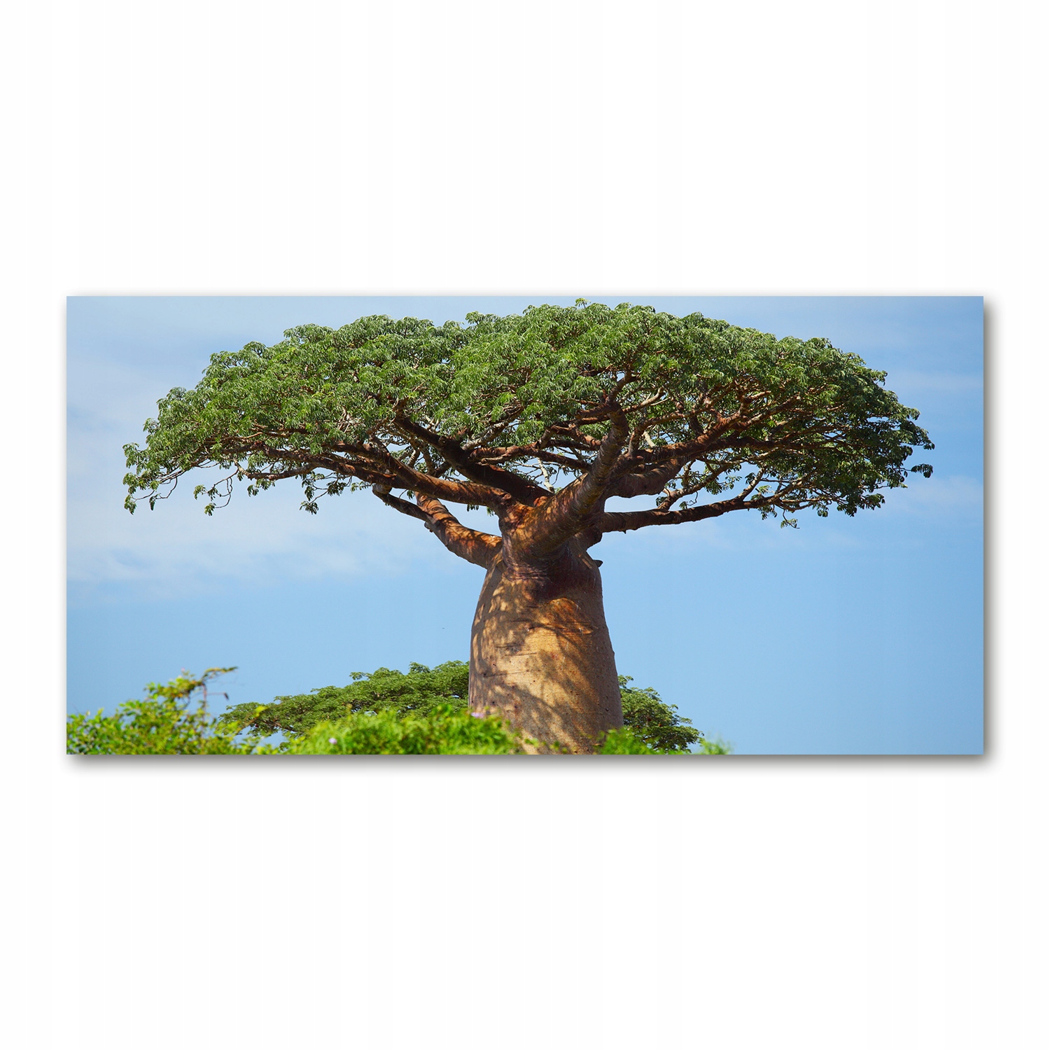 

Fotoobraz akryl nowoczesny na ścianę Baobab 120X60